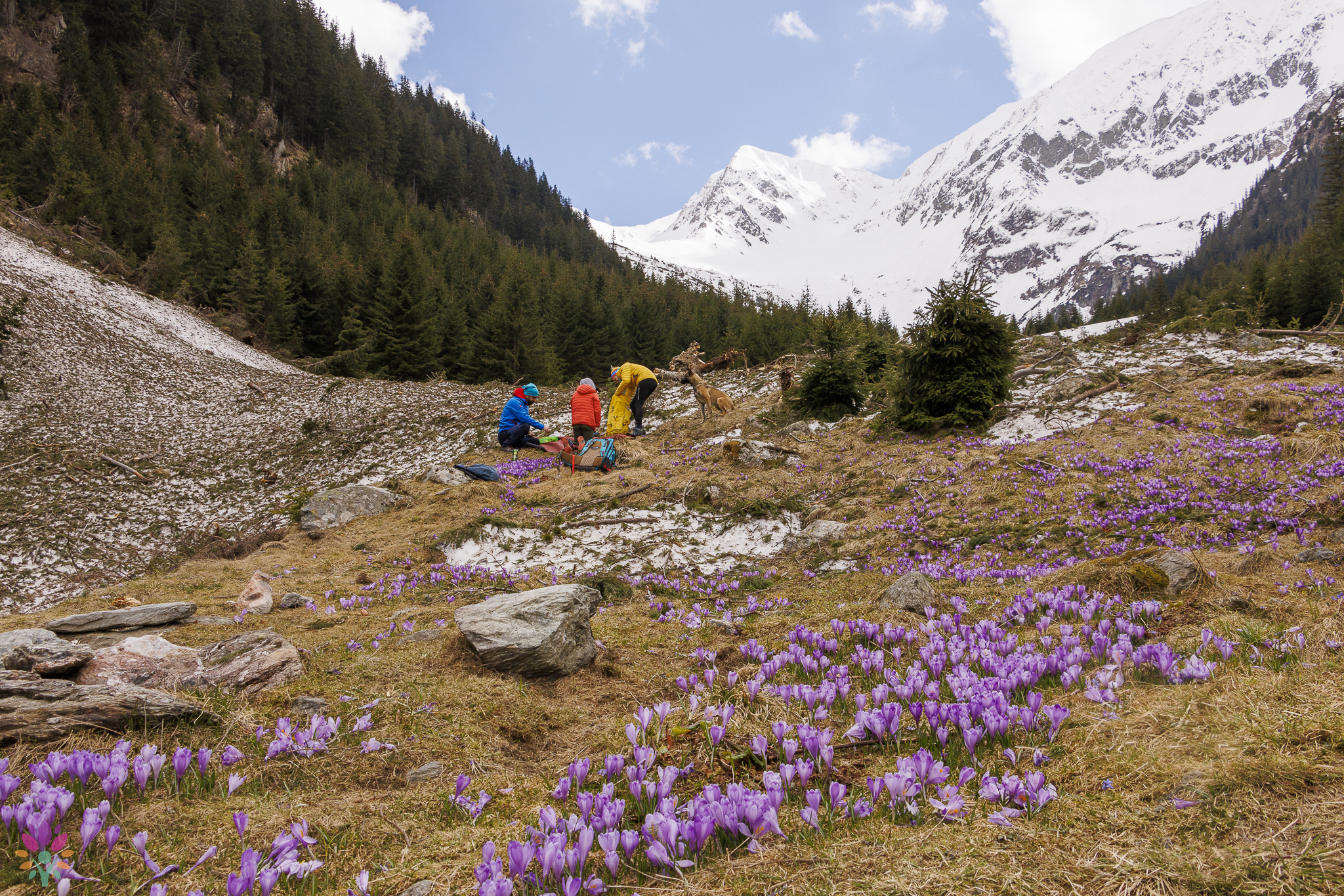 🌿Nature Speaks in Făgăraș🌿01 - 06 iulie 2024 - imagine 2