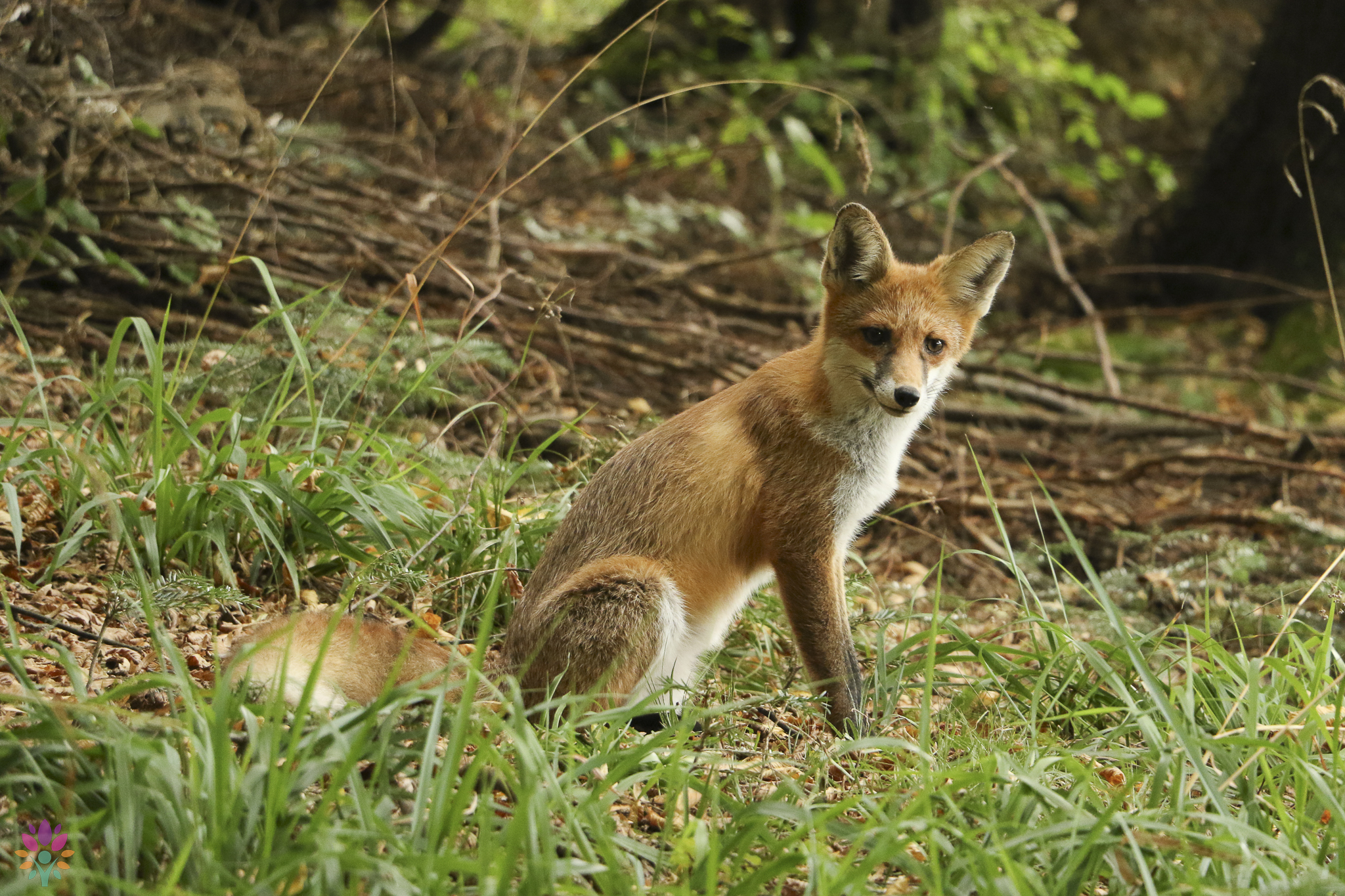 🌿Nature Speaks in Făgăraș🌿01 - 06 iulie 2024 - imagine 3