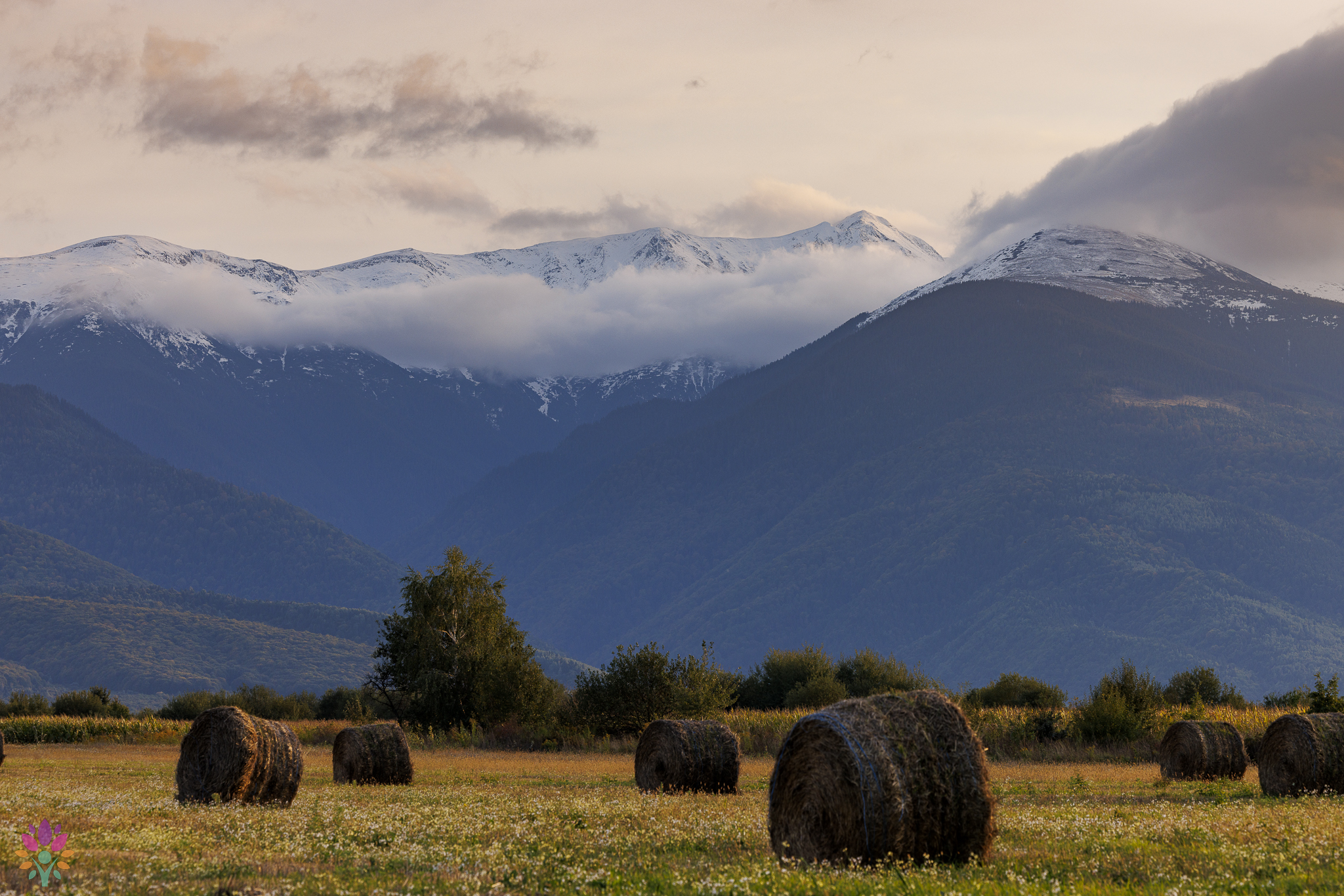 🌿Nature Speaks in Făgăraș🌿01 - 06 iulie 2024 - imagine 4