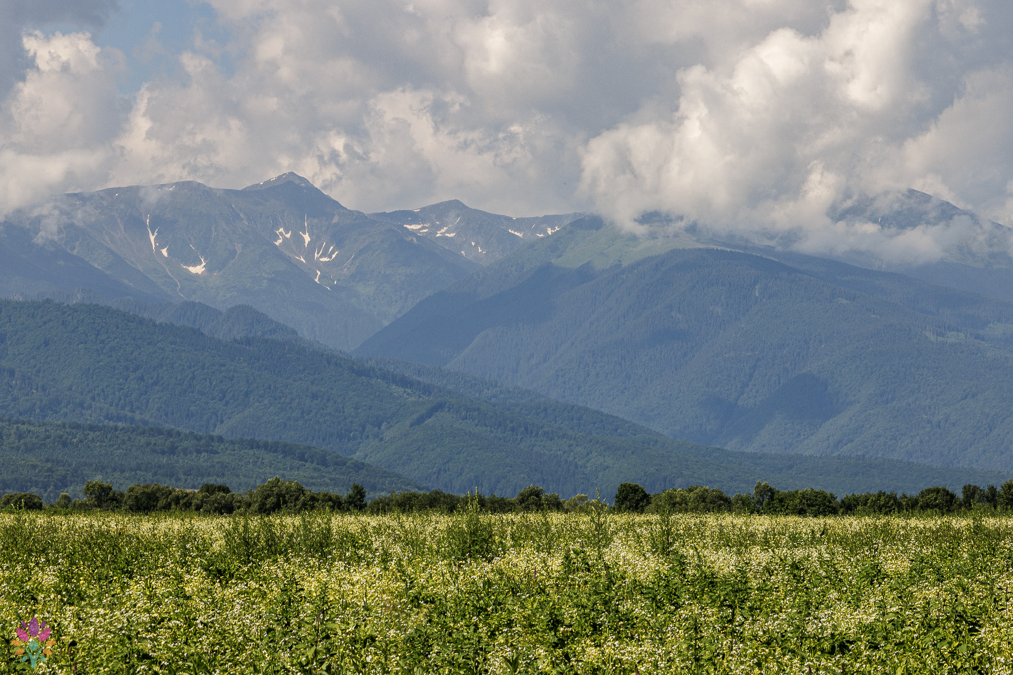 🌿Nature Speaks in Făgăraș🌿01 - 06 iulie 2024 - imagine 7