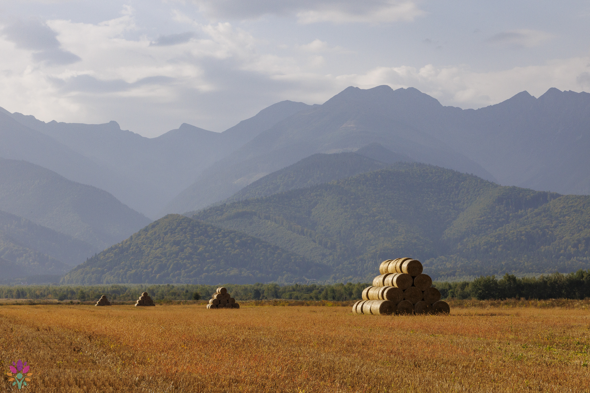 🌿Nature Speaks in Făgăraș🌿01 - 06 iulie 2024 - imagine 9